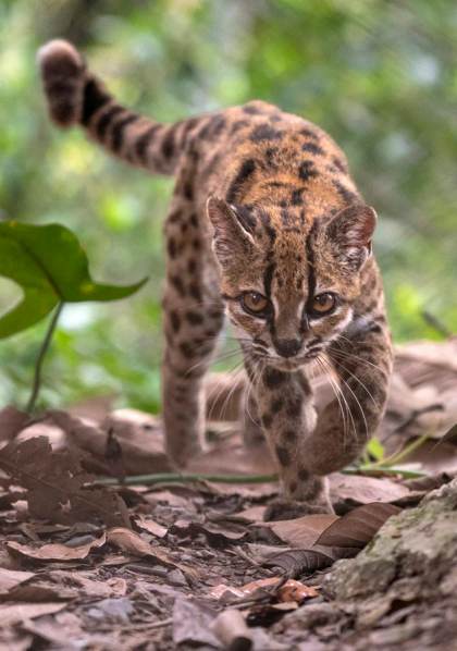 Descubren en Bolivia una nueva especie de felino, la primera en más de un siglo