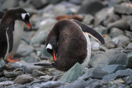 Los excrementos de las colonias de pingüinos antárticos, fuente de emisión de gas metano