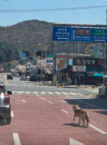 Corea del Sur despliega a policías y militares para hallar un lobo que se escapó de un zoo