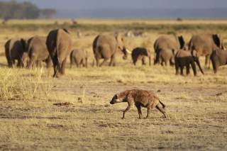 El tamaño medio de las poblaciones mundiales de vida silvestre disminuyó un 73% en 52 años