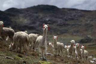 Perú anuncia el mejoramiento genético de 6.000 alpacas en ocho regiones andinas del país