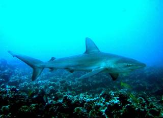Demuestran que el calentamiento de los mares compromete a los grandes peces oceánicos