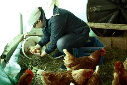 Informe revela "lentitud" en las empresas para implementar compromisos de bienestar animal