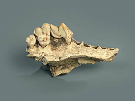 La genética desvela la historia de los primeros perros en Europa