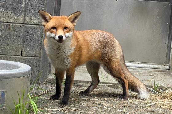 Un zorro rojo que viajó como polizón desde Inglaterra se recupera en el zoo de El Bronx