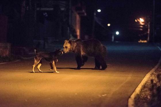 Bucarest insta a agilizar el sacrificio de osos tras nuevos ataques a humanos