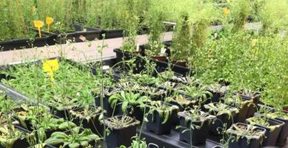 Identifican el 'interruptor' que activan las plantas para defenderse de las sequías