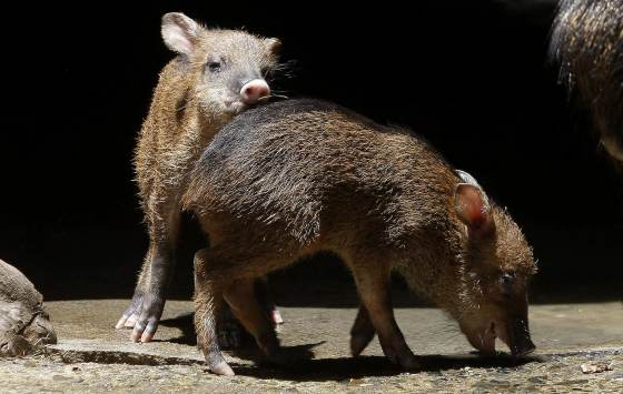 Una guía documenta 59 especies de mamíferos en un bosque protegido de la costa de Ecuador