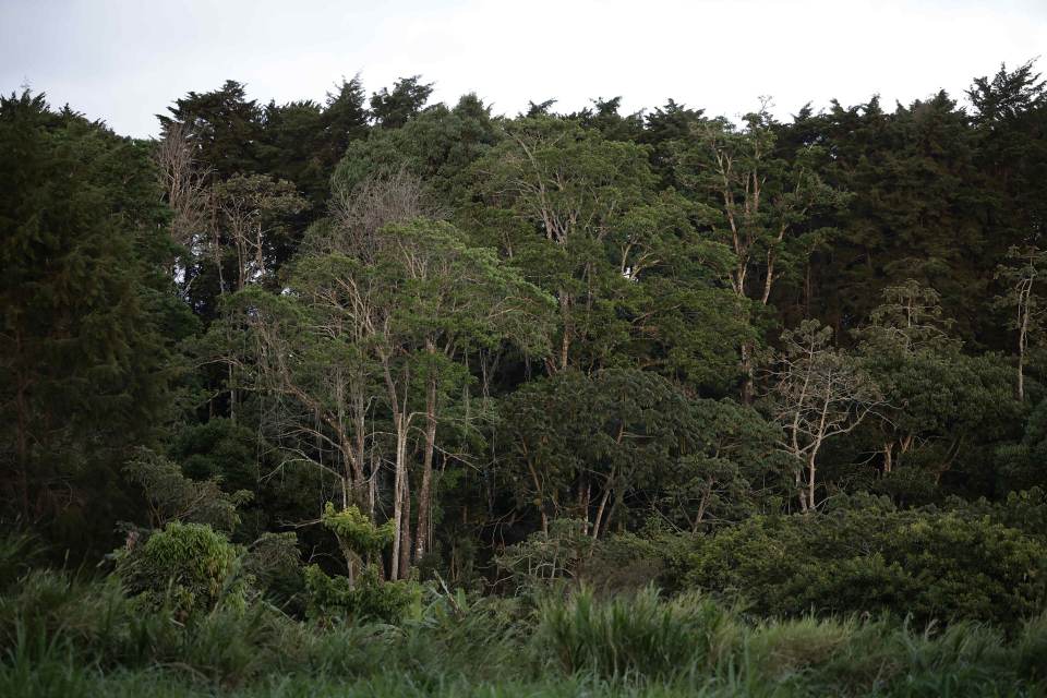 La superficie forestal mundial se redujo en 41 millones de hectáreas entre 2015 y 2025