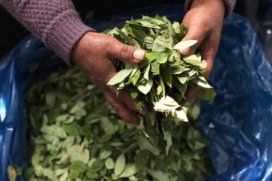 Gobierno de Paz lanza una nueva política antidroga tras el aumento de los cultivos de coca