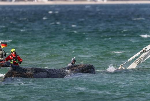 La ballena jorobada muerta frente a isla danesa será trasladada a puerto para su autopsia