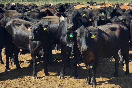 El sector cárnico de México exige más gasto en sanidad ante riesgos zoosanitarios