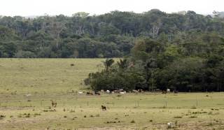 La ONU acuerda negociar un protocolo específico contra los delitos ambientales