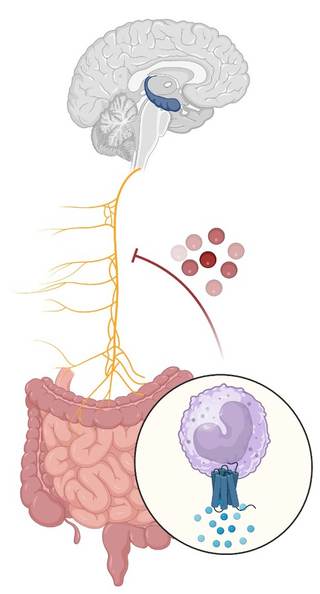 Una mala conexión entre el aparato digestivo y el cerebro daña la memoria