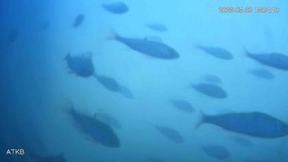 El "timbre" para abrir compuertas a los peces en Países Bajos que engancha al mundo