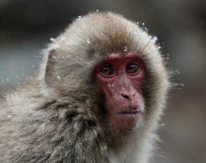 Los macacos comparten con los humanos el recelo hacia las fuentes de infección