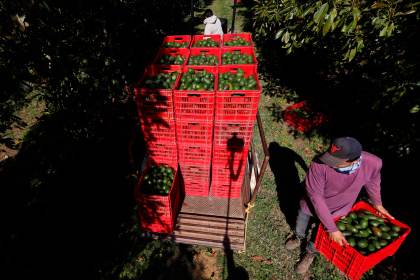 México despliega 46 bases militares para proteger el aguacate en Michoacán