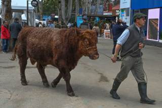 Uruguay inaugura su tradicional Expo Prado con el sector ganadero liderando exportaciones