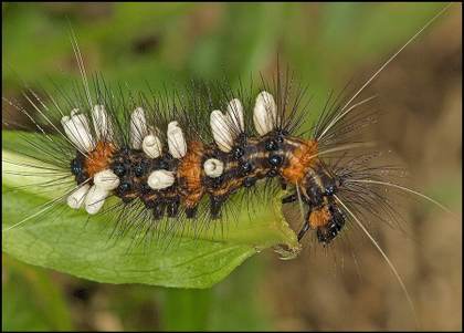 En la Tierra podría haber hasta tres veces más especies de insectos