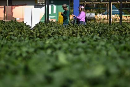 La economía brasileña crece un 2,3 % en 2025 sostenida por la agropecuaria