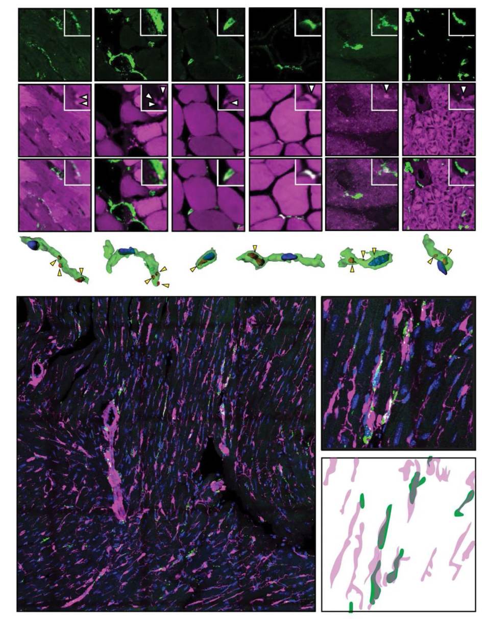 Los tejidos del cuerpo adaptan su capacidad de limpieza a su actividad metabólica