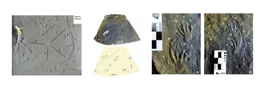 Documentan en el norte de España los primeros rastros de lagartos jurásicos de Europa