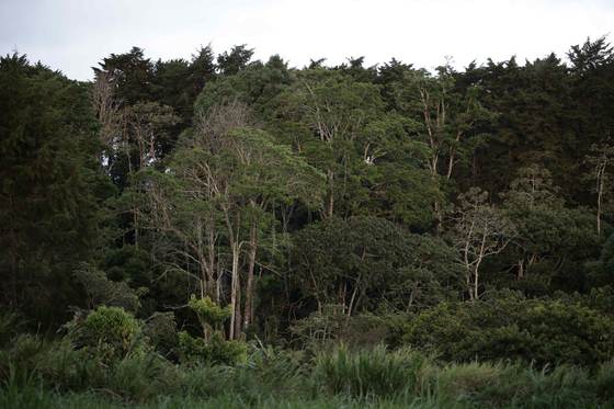 La superficie forestal mundial se redujo en 41 millones de hectáreas entre 2015 y 2025