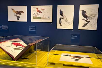 Plumas con valor de joyas: París explica la fascinación por las 'aves paraíso' papuanas