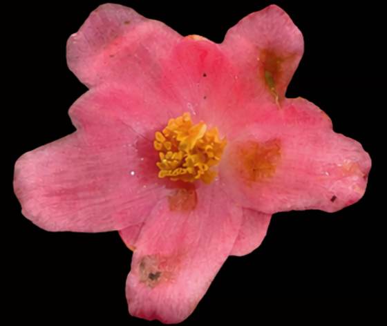 Descubren una nueva especie de planta endémica en la selva central de Perú