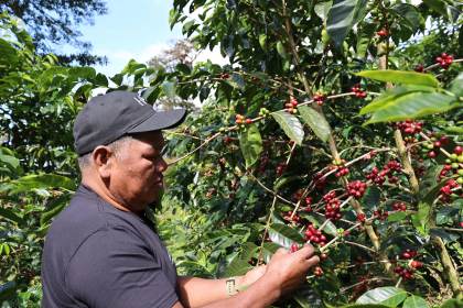 El árbol del exclusivo café geisha panameño conserva la pureza genética original de África