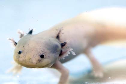 Filtros de cabello humano limpian el agua para devolver al ajolote a su hábitat en México