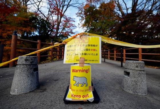 Cierran 11 escuelas en Japón tras el avistamiento de osos, entre planes de matar a 10.000 este año
