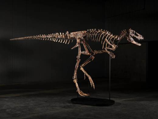 Un esqueleto de Nanotyrannus se vende por 47,3 millones en una subasta en Nueva York