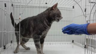 El origen de la 'tarjeta de visita' química de la orina de los gatos estaría en el riñón