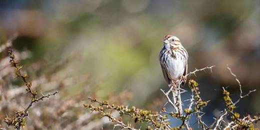 Aves y personas: mismos patrones al hablar y al cantar