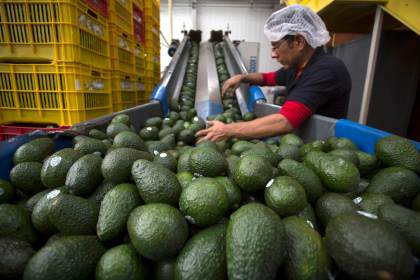 Alerta de seguridad de EEUU afecta las exportaciones de aguacate desde estado mexicano