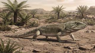 Un fósil de lagarto de hace 300 millones de años muestra el origen de nuestra respiración