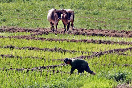 Cuba da luz verde al usufructo de tierras por tiempo indeterminado a personas jurídicas