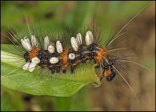 En la Tierra podría haber hasta tres veces más especies de insectos
