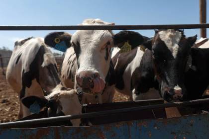 Gobierno de México crea consejo para la erradicación del gusano barrenador en el ganado