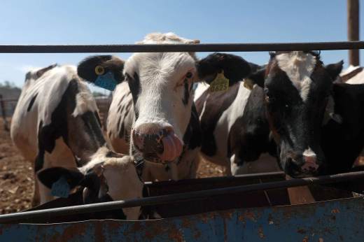 Gobierno de México crea consejo para la erradicación del gusano barrenador en el ganado