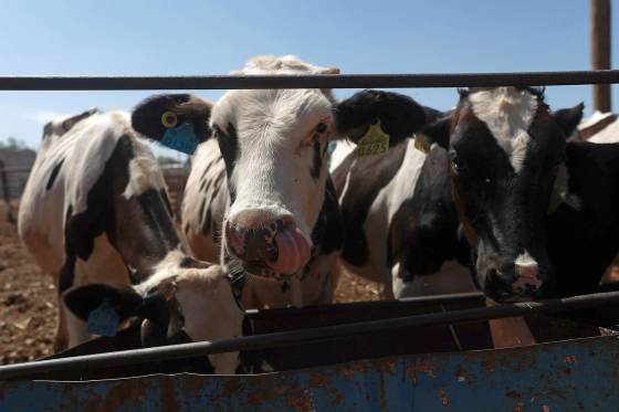 Gobierno de México crea consejo para la erradicación del gusano barrenador en el ganado