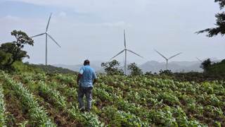 Importar granos no es solución contra la inseguridad alimentaria en Honduras, dice experto