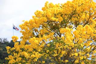 Centroamérica despide el verano con el estallido amarillo y rosa de los guayacanes