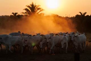 Brasil puede reducir el metano de la ganadería con cambios en el manejo del ganado