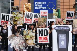 La UE aprueba su primera ley para mejorar el bienestar de perros y gatos