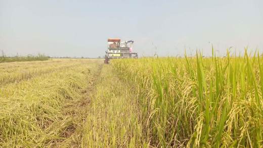 La otra cara de la guerra: la escasez y la subida de precios ahogan la agricultura en Asia