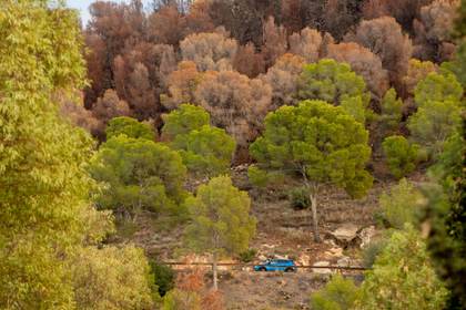 Los árboles adaptados a la falta de agua serán más vulnerables a sequías, según un estudio