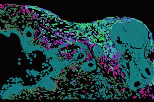 La ciencia descifra cómo se va extendiendo el herpes por la piel