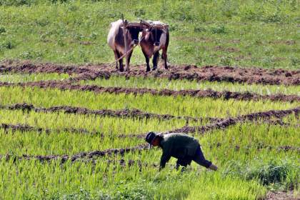 Cuba da luz verde al usufructo de tierras por tiempo indeterminado a personas jurídicas